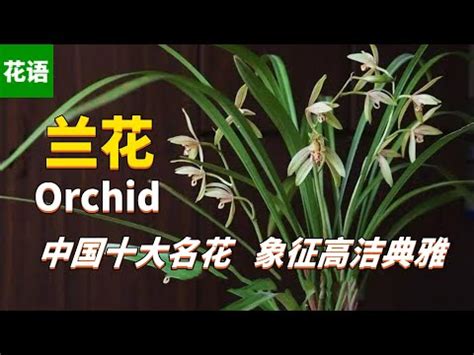 蘭花 意思|蘭花的涵義、象徵意義、神話、用途等